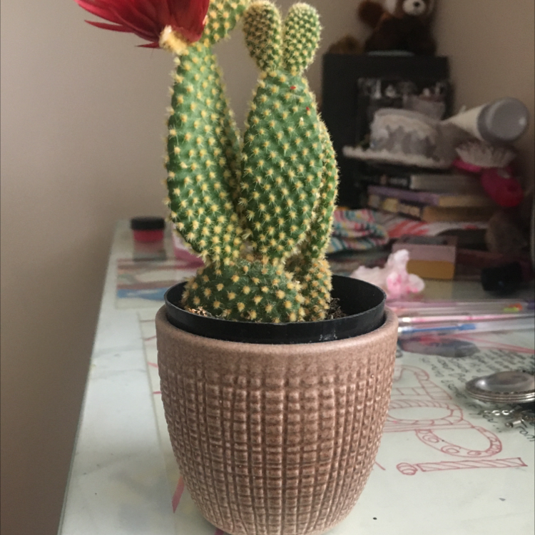 Bunny Ears Cactus plant photo by Kai lol named Poky on Greg, the plant care app.