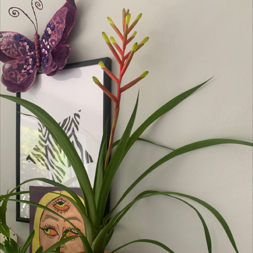 Flaming Sword plant with red flower spike and green leaves, decorative background.