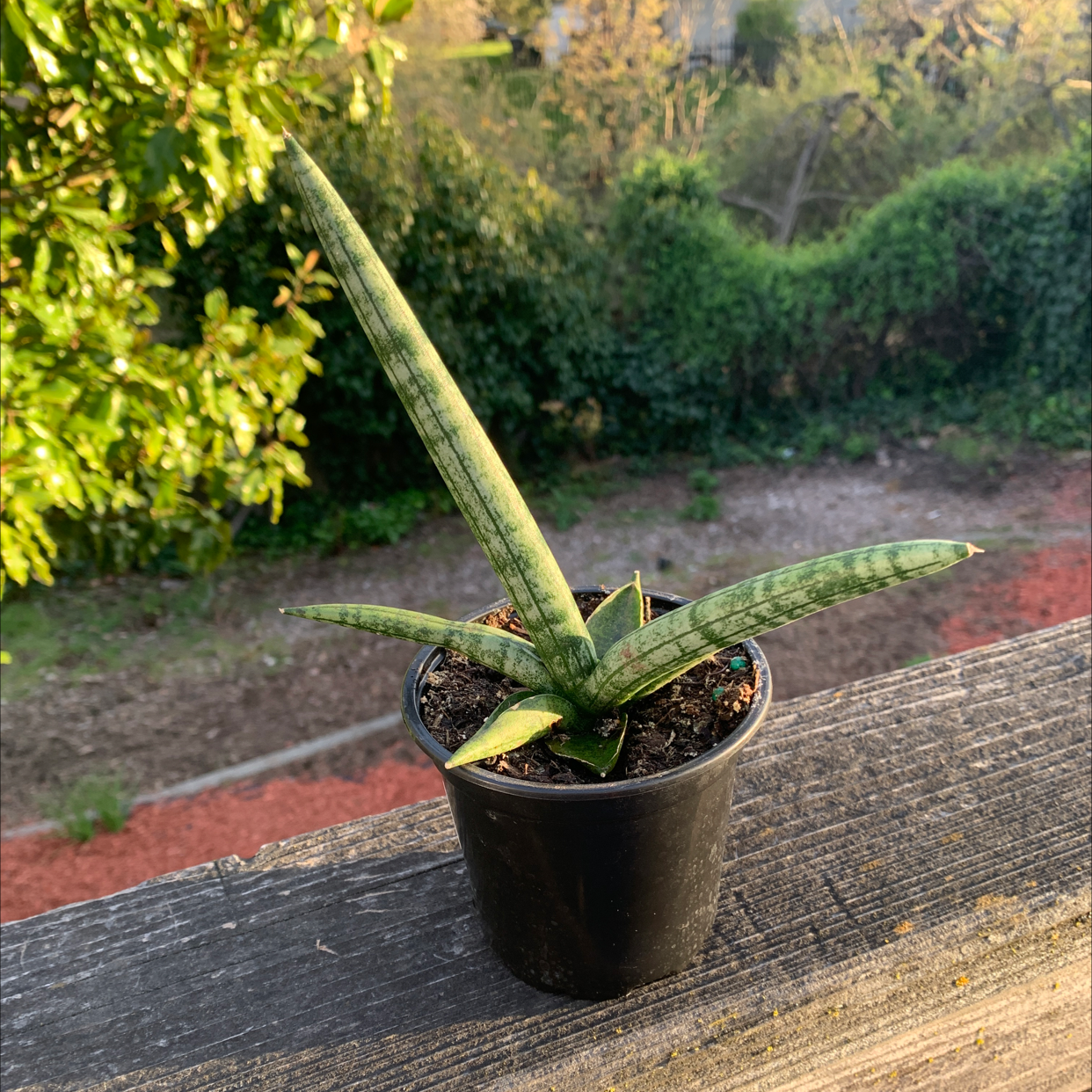 Cylindrical Snake Plant in a small black pot on a wooden surface with a garden background.