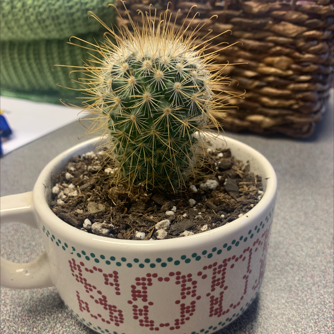 A healthy Twin Spined Cactus planted in a cup labeled 'soup'.