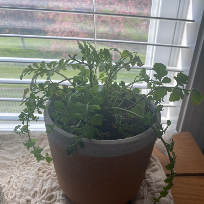 Austral Gem Fern in a pot near a window, healthy green leaves.