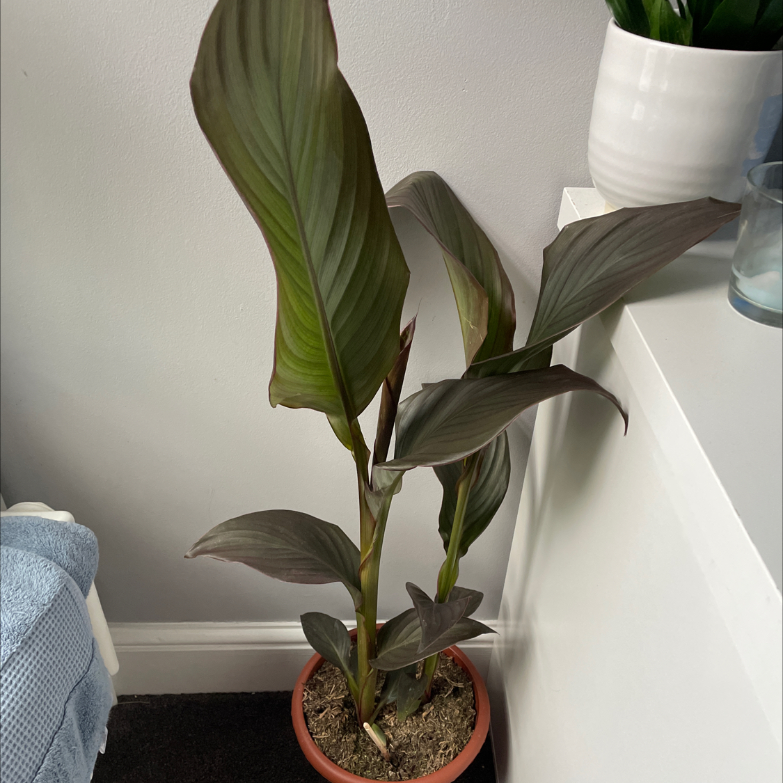 Healthy Canna Lily plant with glossy green leaves in a terracotta pot, human hand gesturing to lower leaf.