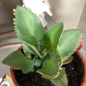 Mother of Thousands plant in Mobile, Alabama