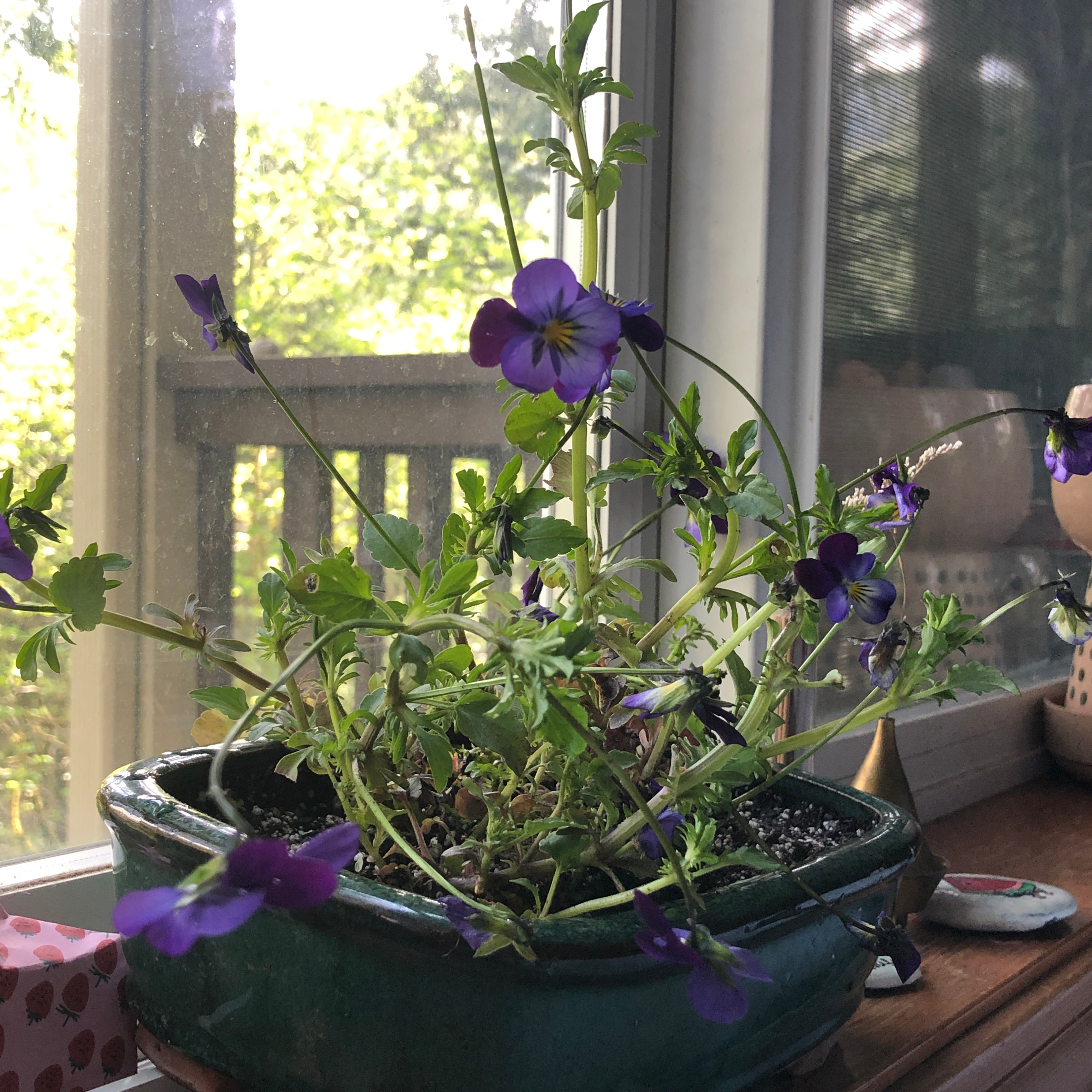 Potted Wild Pansy plant with vibrant green leaves and purple flowers.