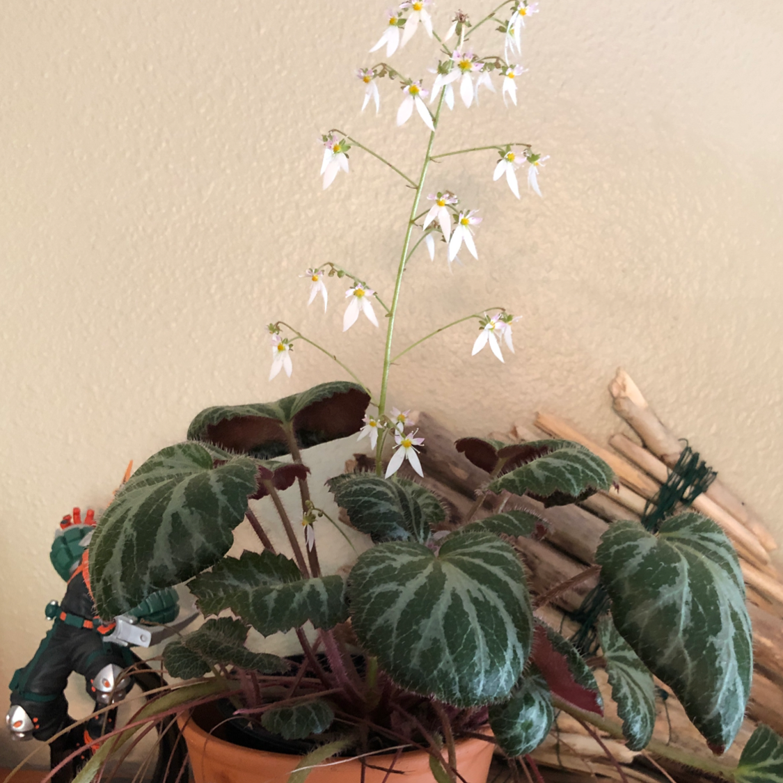 Strawberry Begonia plant with healthy green leaves and white flowers in a pot.