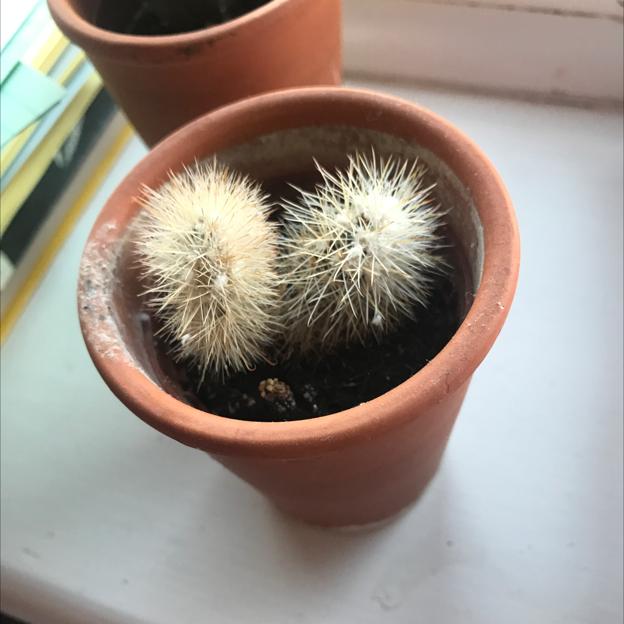 Correll's Hedgehog Cactus in a terracotta pot with white spines.