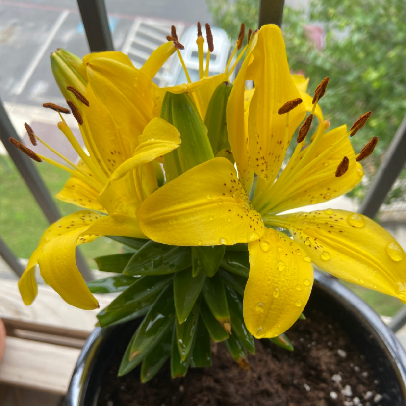 A healthy Orange Lily plant with bright yellow flowers and visible soil.