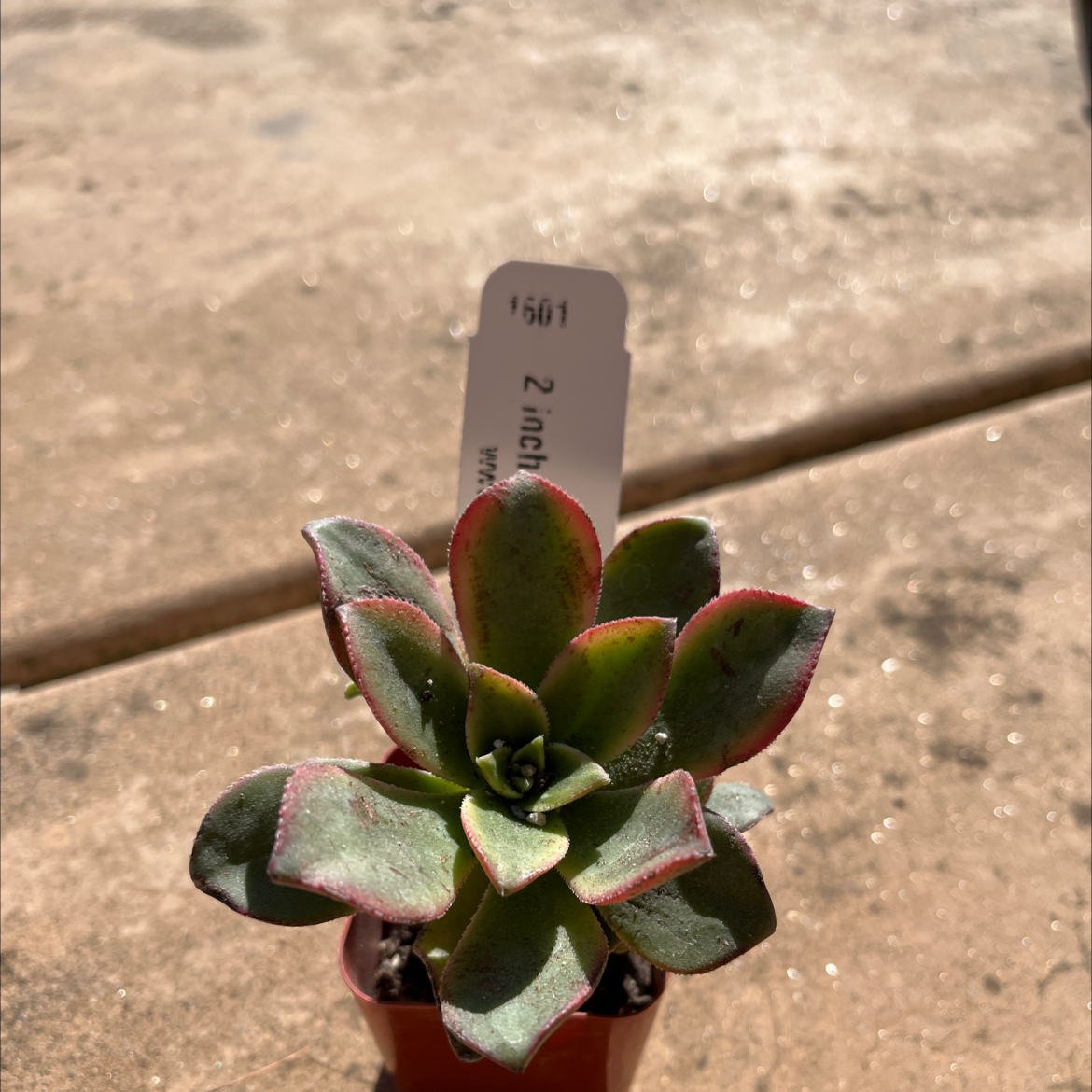 Photo of the plant species Chenille Plant by @JoesOs named Kiwi on Greg, the plant care app