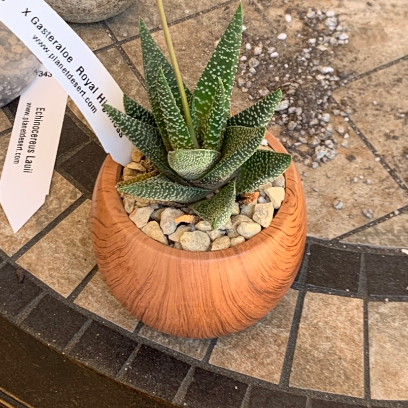 Gasteraloe 'Royal Highness' plant photo by @JoesOs named Cat Tongue on Greg, the plant care app.