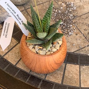 Gasteraloe 'Royal Highness' plant photo by Joesos named Cat Tongue on Greg, the plant care app.