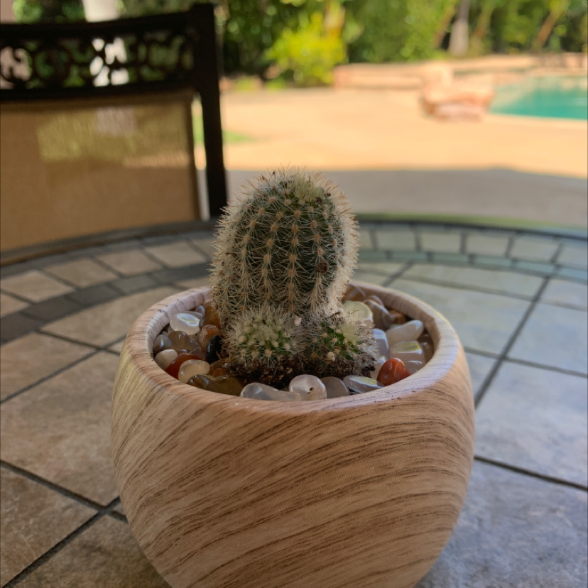 Photo of the plant species Echinocereus laui by @JoesOs named Spiky LaRue on Greg, the plant care app
