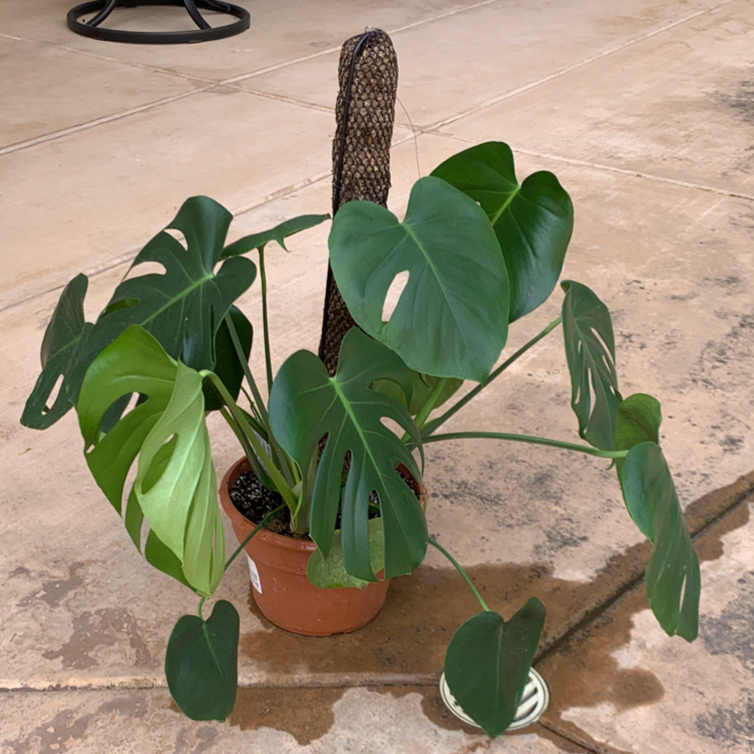 Monstera plant photo by @JoesOs named Del on Greg, the plant care app.