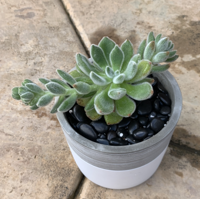 Healthy Mexican Firecracker succulent in a pot with black pebbles.