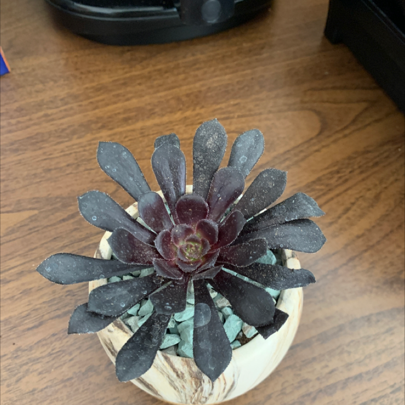 Aeonium Arboreum plant photo by @JoesOs named Aeonium atropurpureum black rose on Greg, the plant care app.