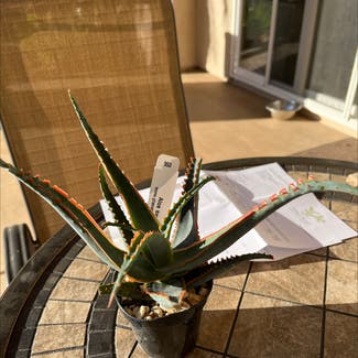 Aloe 'Swordfish' plant in Poway, California