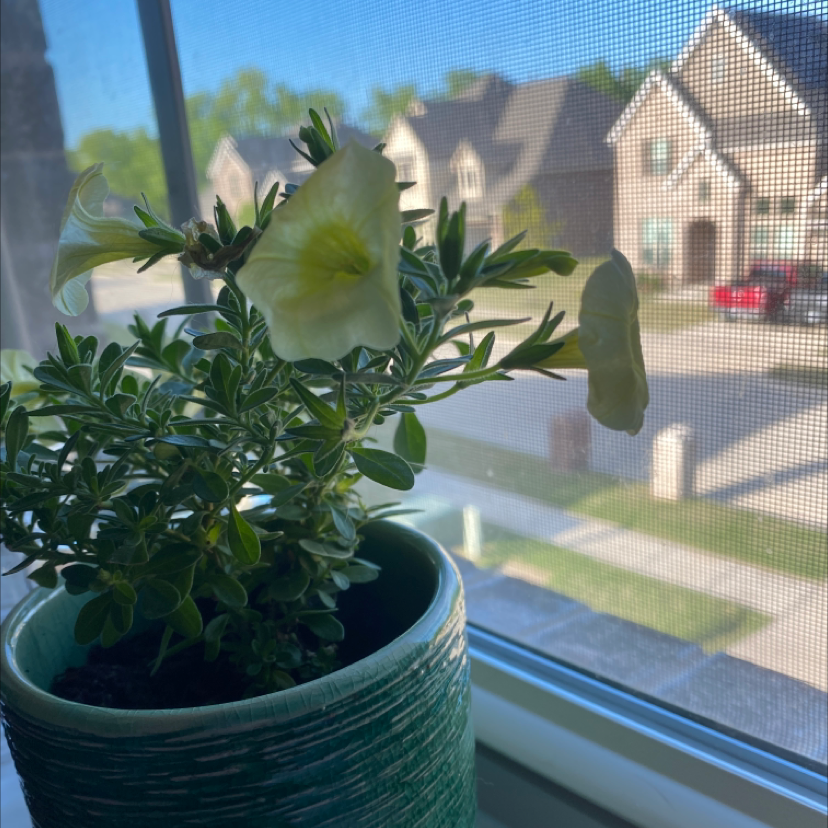 Million Bells plant on a windowsill with green leaves and blooming flowers.