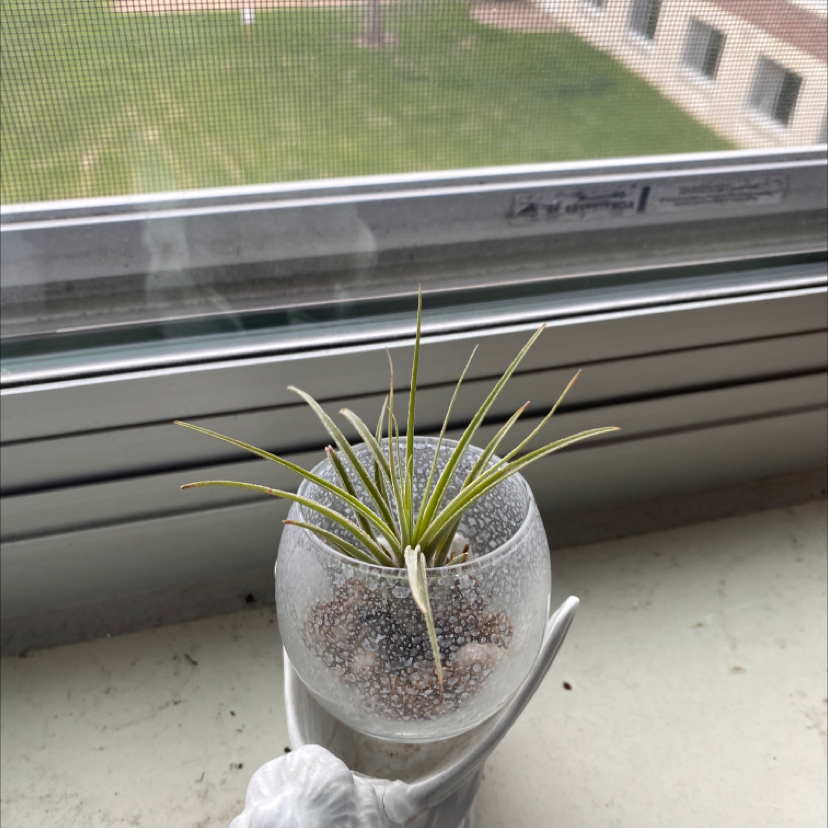 Spreading Airplant in a small container on a windowsill, healthy with green leaves.