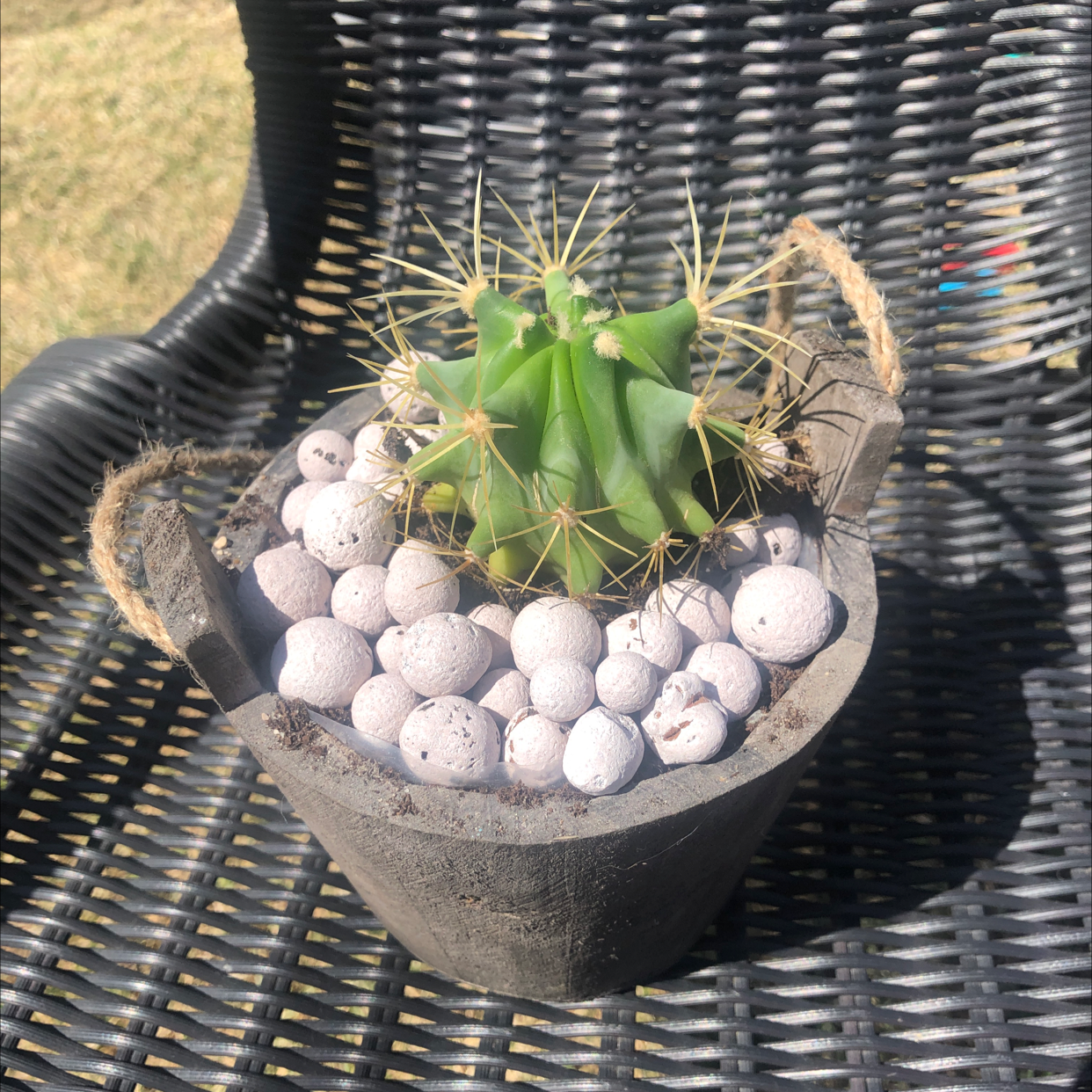 Sonora Barrel cactus in a pot with white pebbles, placed on a wicker chair.
