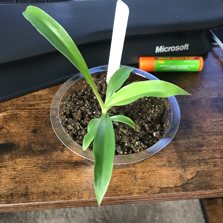 Plant care for Pickle Plant on Greg, the plant care app