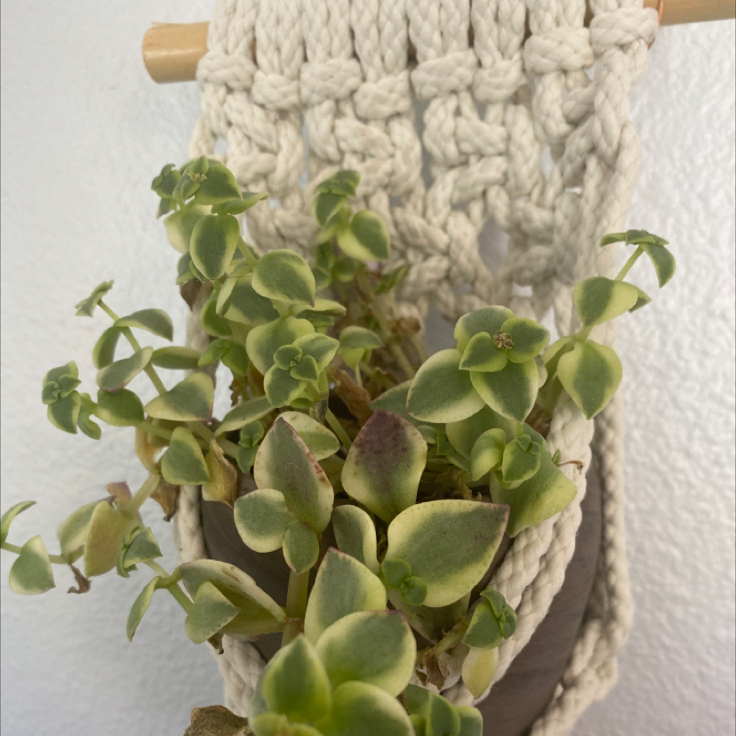 Close-up of a healthy Crassula pellucida succulent plant with heart-shaped variegated leaves in a knitted gray planter.