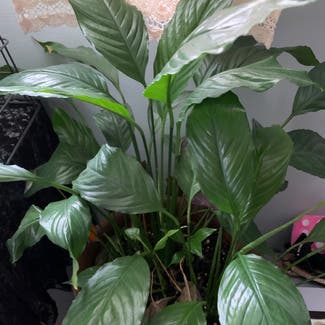 Peace Lily plant in Erie, Pennsylvania