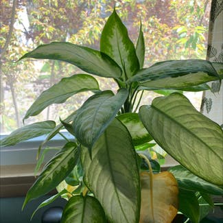 Chinese Evergreen plant in Erie, Pennsylvania