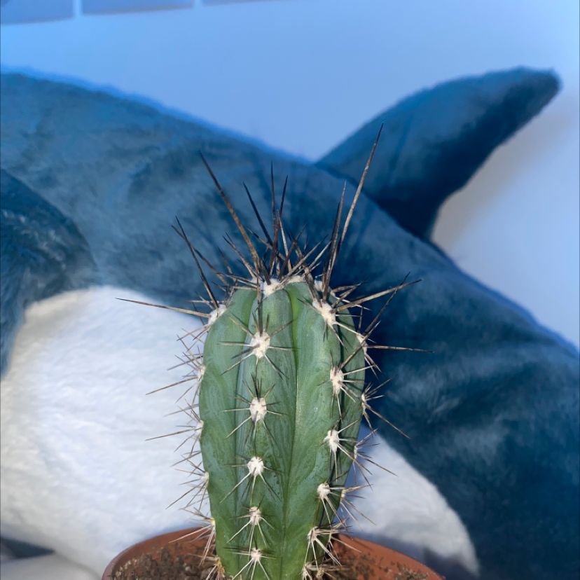 Night-Blooming Cereus cactus with prominent spines in a pot, plush toy in background.