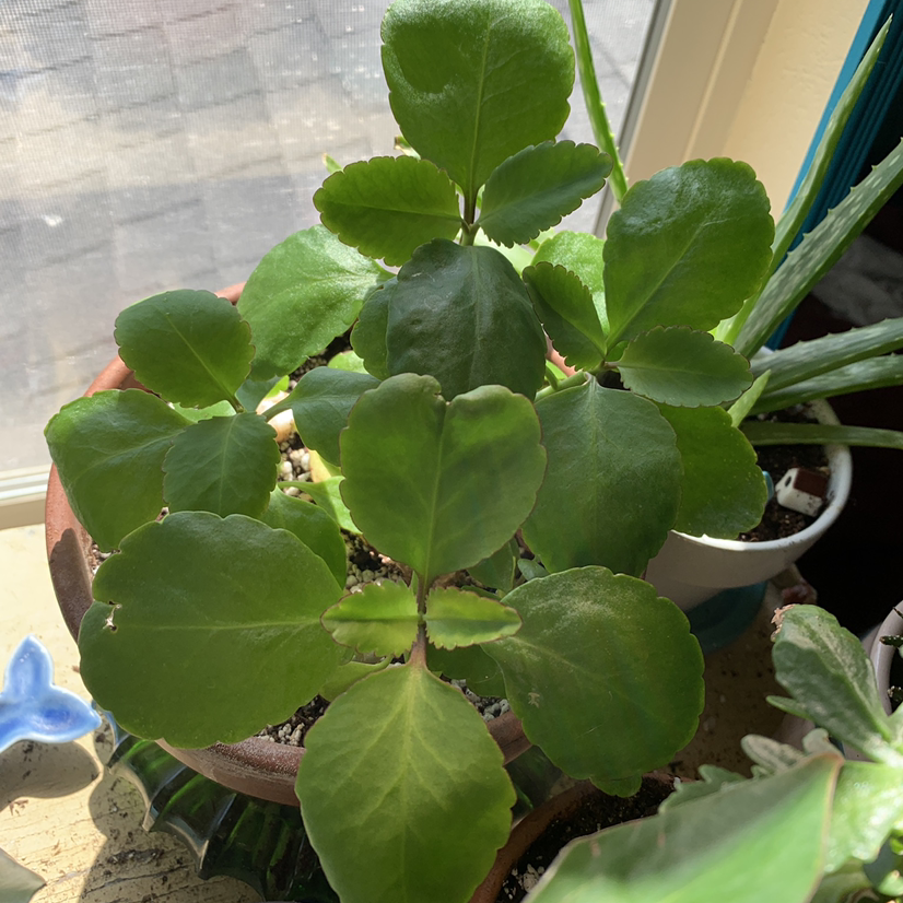 Healthy, thriving Cathedral Bells plant with large, round, vibrant green succulent leaves in a well-lit indoor setting.