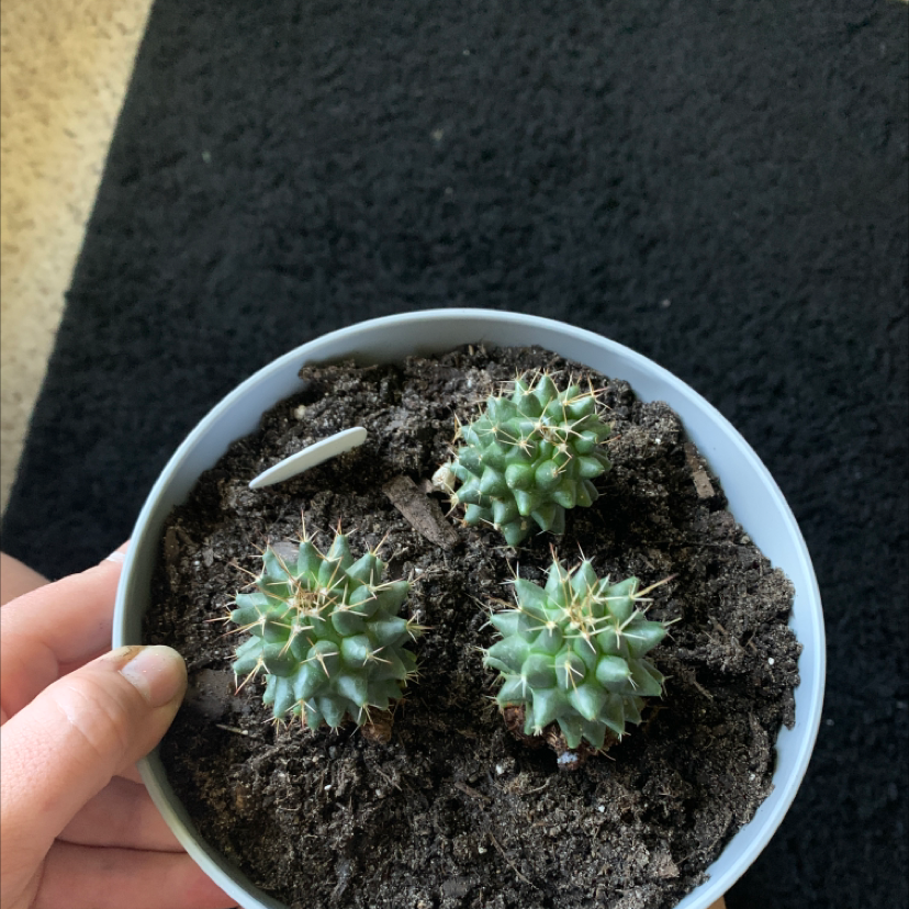 Three small Mexican Pincushion cacti in a pot with visible soil, held by a hand.