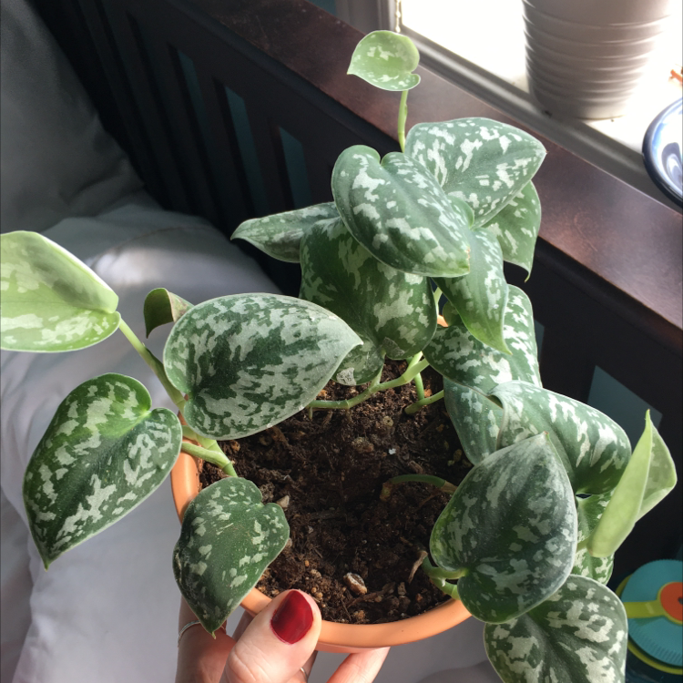 Satin Pothos plant photo by Nathalie named Satin Pothos on Greg, the plant care app.