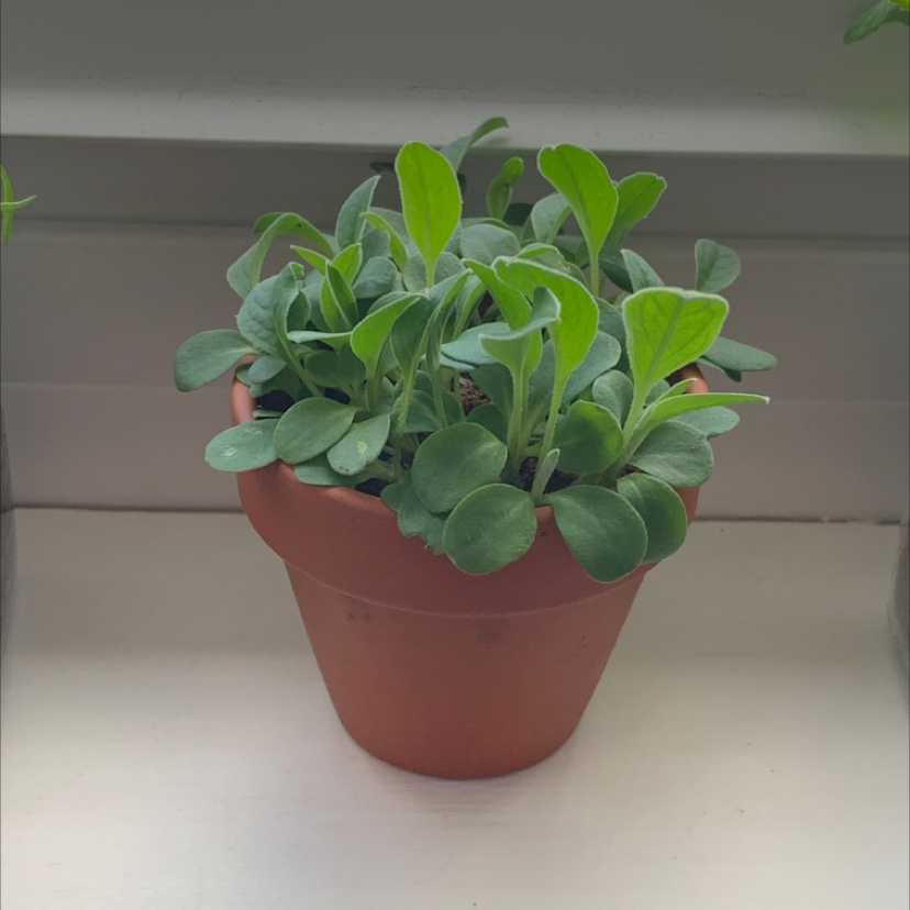 Photo of the plant species Chinese Forget-Me-Not by Trinity named bush on Greg, the plant care app