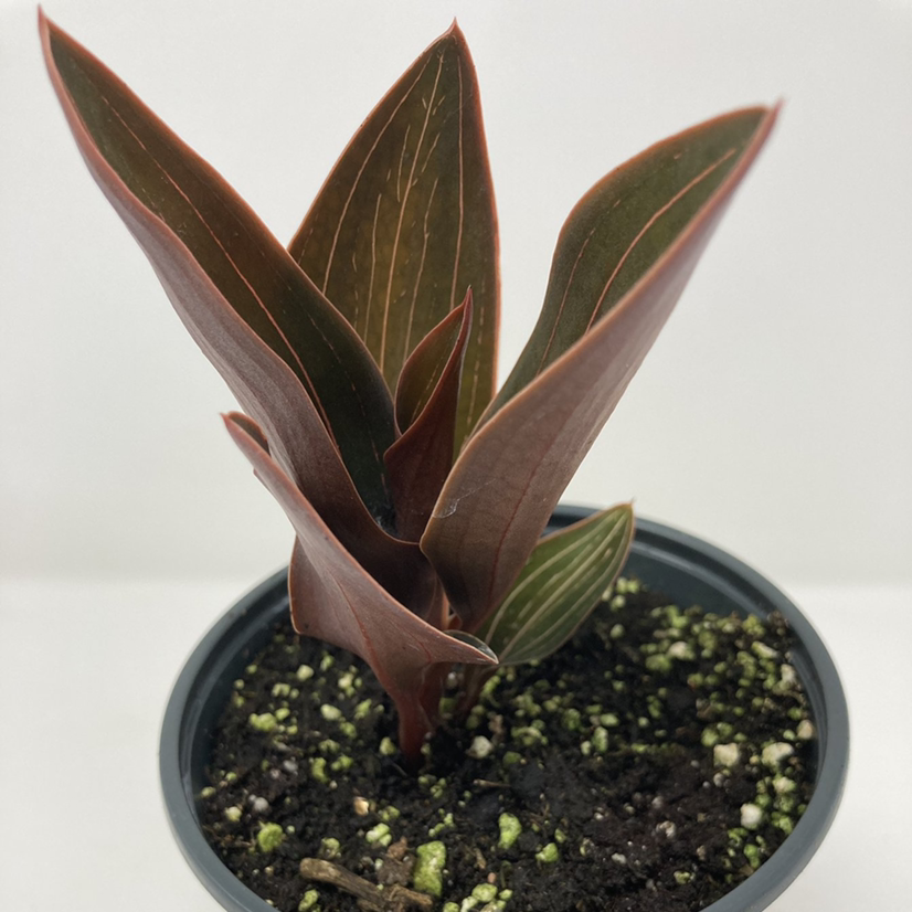 Jewel Orchid plant in a small pot with visible soil and healthy leaves.