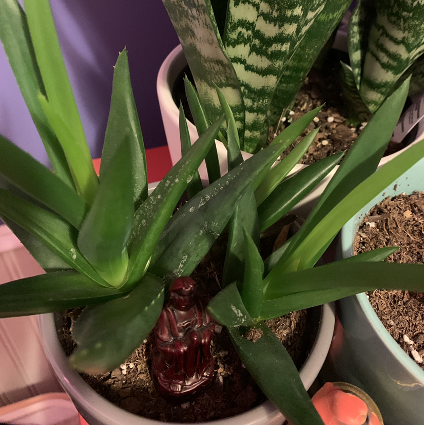 Alworthia 'Black Gem' plant in a pot with visible soil and other plants in the background.