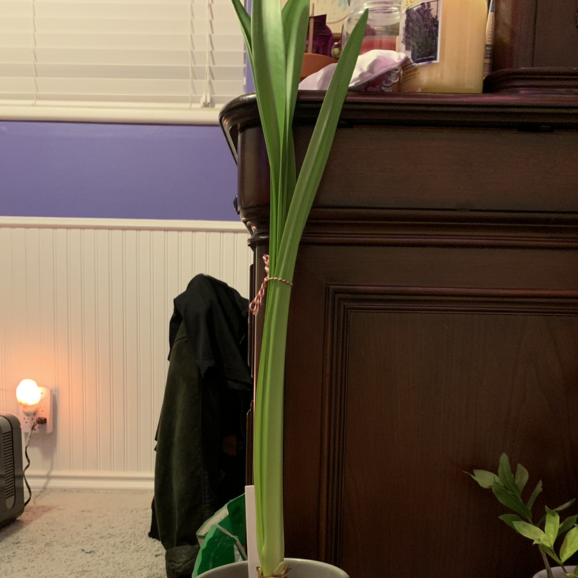Tall green plant with long leaves in a pot indoors, identified as Striped-Tubed Amaryllis.
