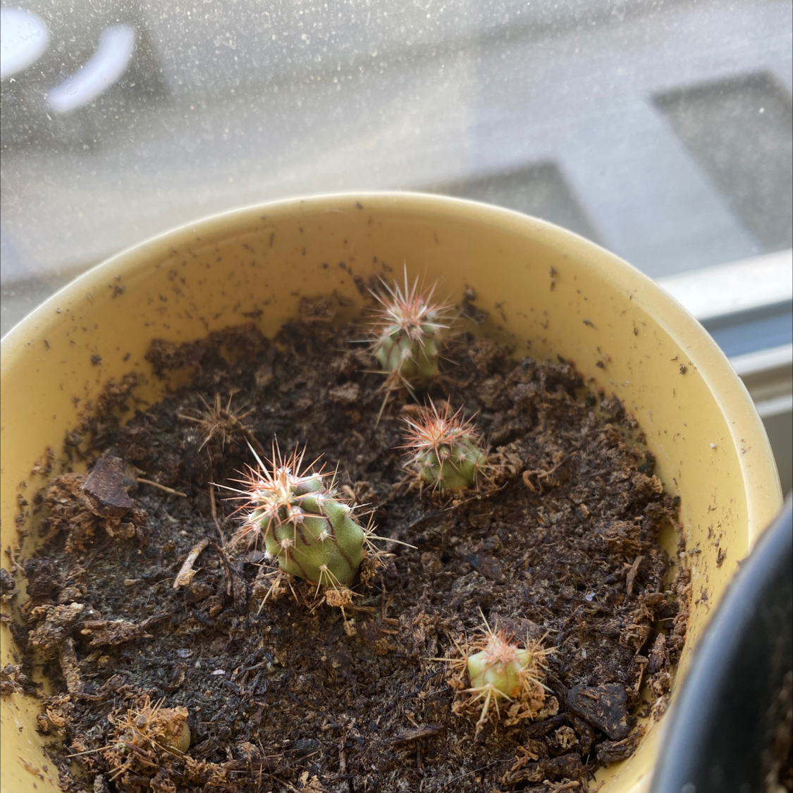 Potted Correll's Hedgehog Cactus with multiple small stems in well-drained soil.