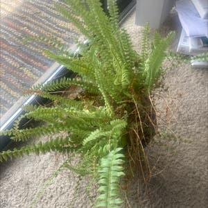Boston Fern plant photo by @UntilSaturn named Walter on Greg, the plant care app.