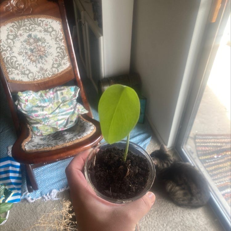 Taro Vine plant photo by @UntilSaturn named Demi on Greg, the plant care app.