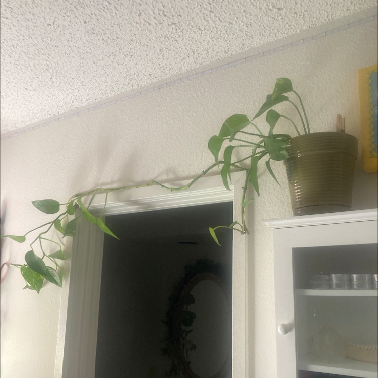 Taro Vine plant photo by @UntilSaturn named Kay on Greg, the plant care app.