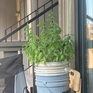 Sweet Basil plant photo by @UntilSaturn named Basi on Greg, the plant care app.