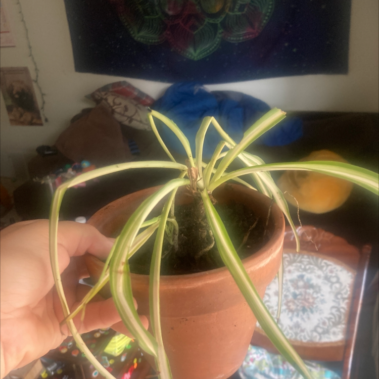 Spider Plant plant photo by @UntilSaturn named Alexia on Greg, the plant care app.