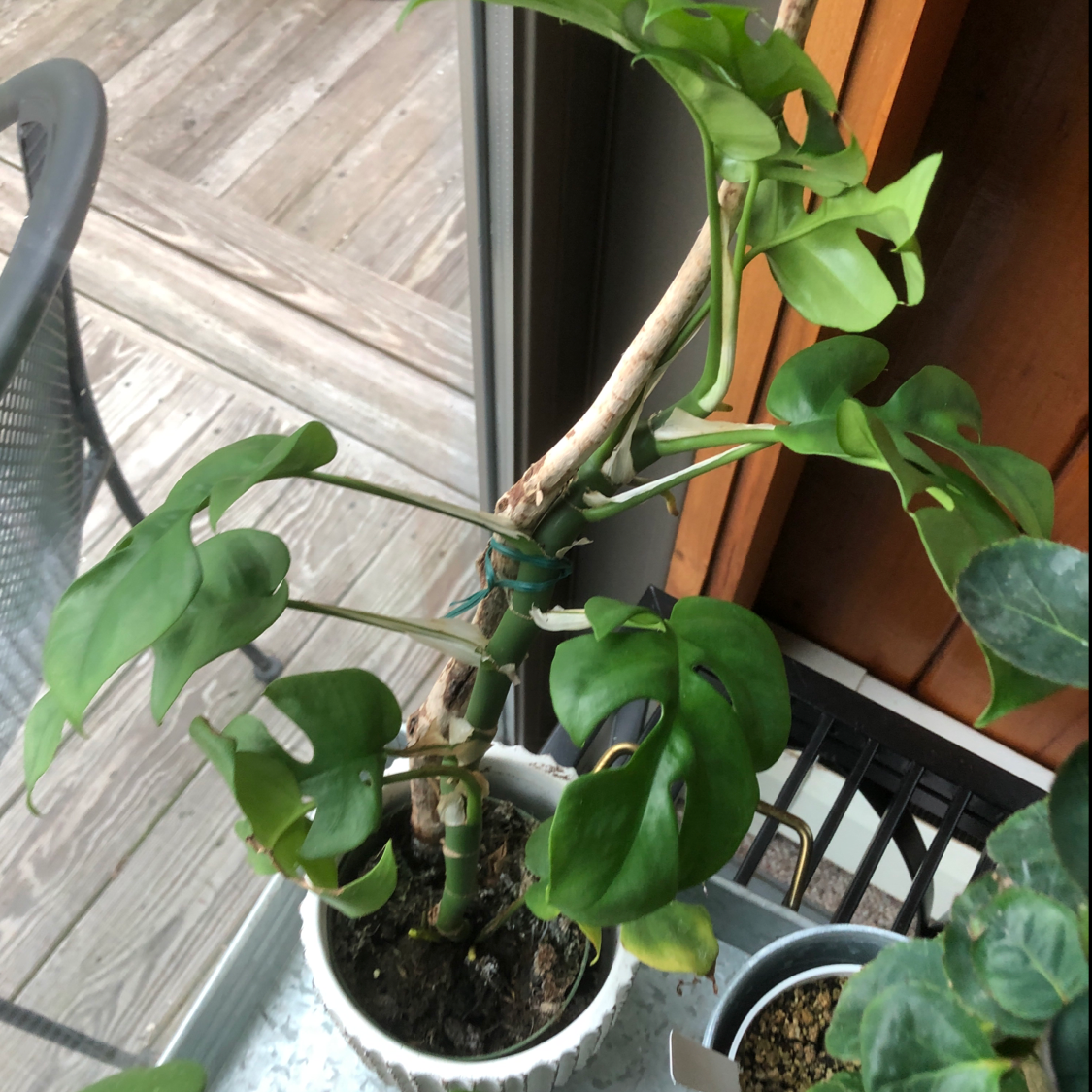 do swiss cheese plants like humidity