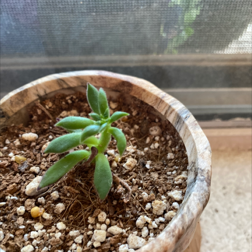 Echeveria 'Arrow Setosa' plant in a pot with visible soil, healthy green leaves.