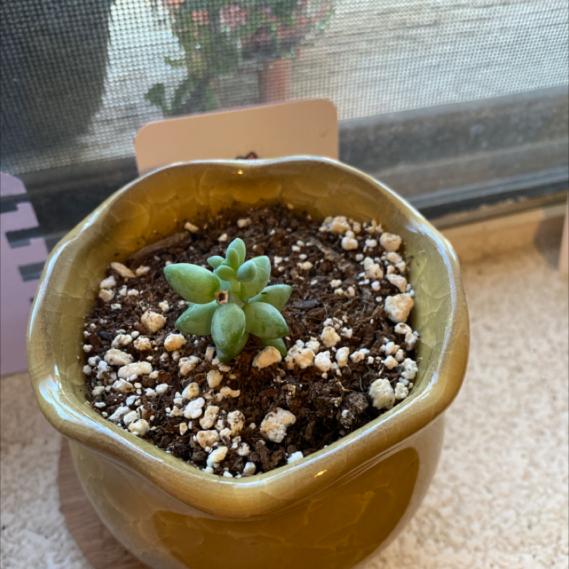 Small succulent plant in a pot, identified as Sand Rose. Soil is visible and well-drained.