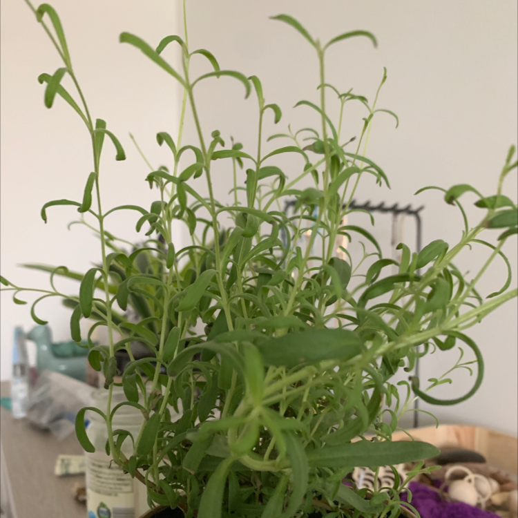 Lavender plant photo by Nicole named Lavender on Greg, the plant care app.