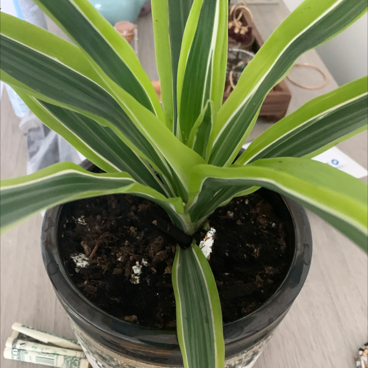 Song of India plant photo by Nicole named Plant on Greg, the plant care app.