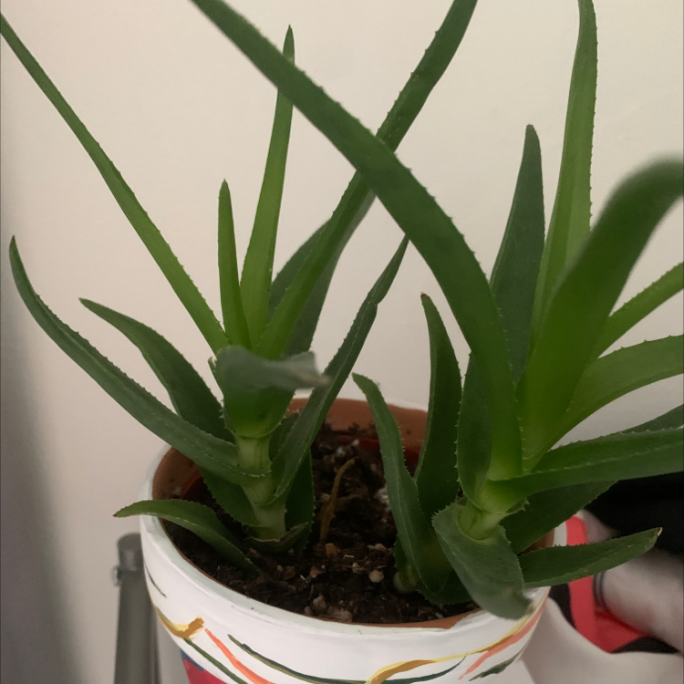 Climbing Aloe plant photo by Nicole named Succcculent on Greg, the plant care app.
