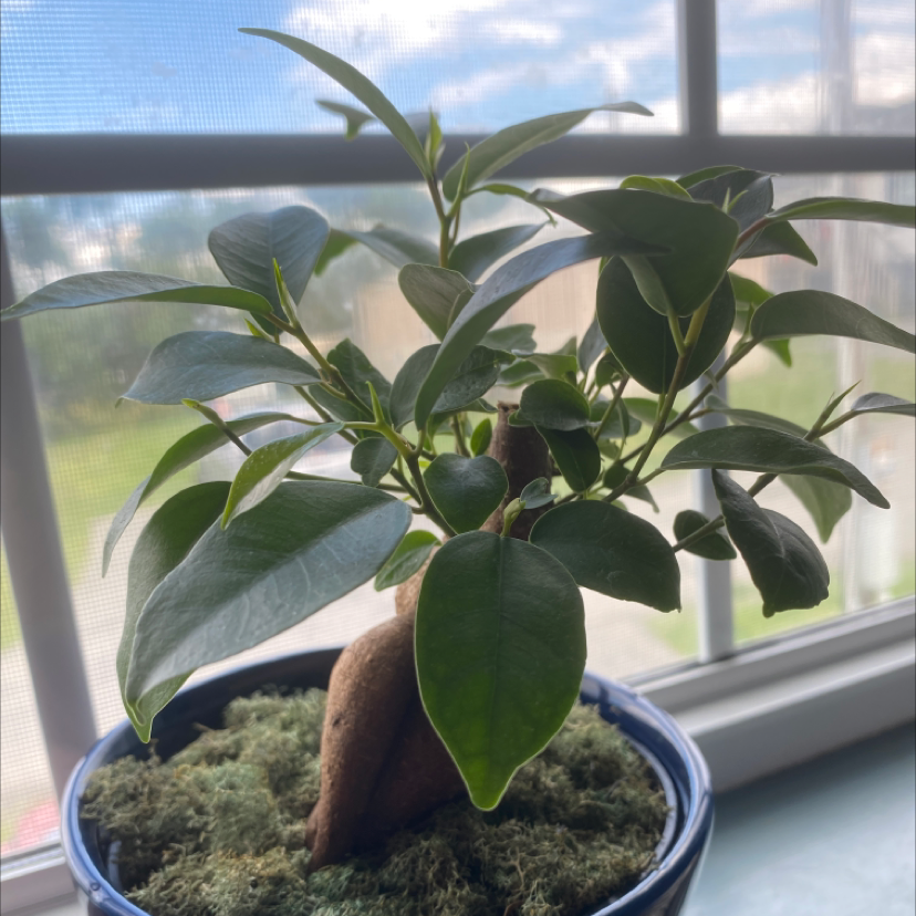 Ficus Ginseng plant photo by @riles.m7 named Jasmine on Greg, the plant care app.
