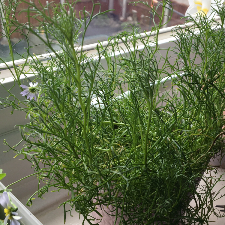 Daisy plant photo by @plantycapricorn named Daisy on Greg, the plant care app.