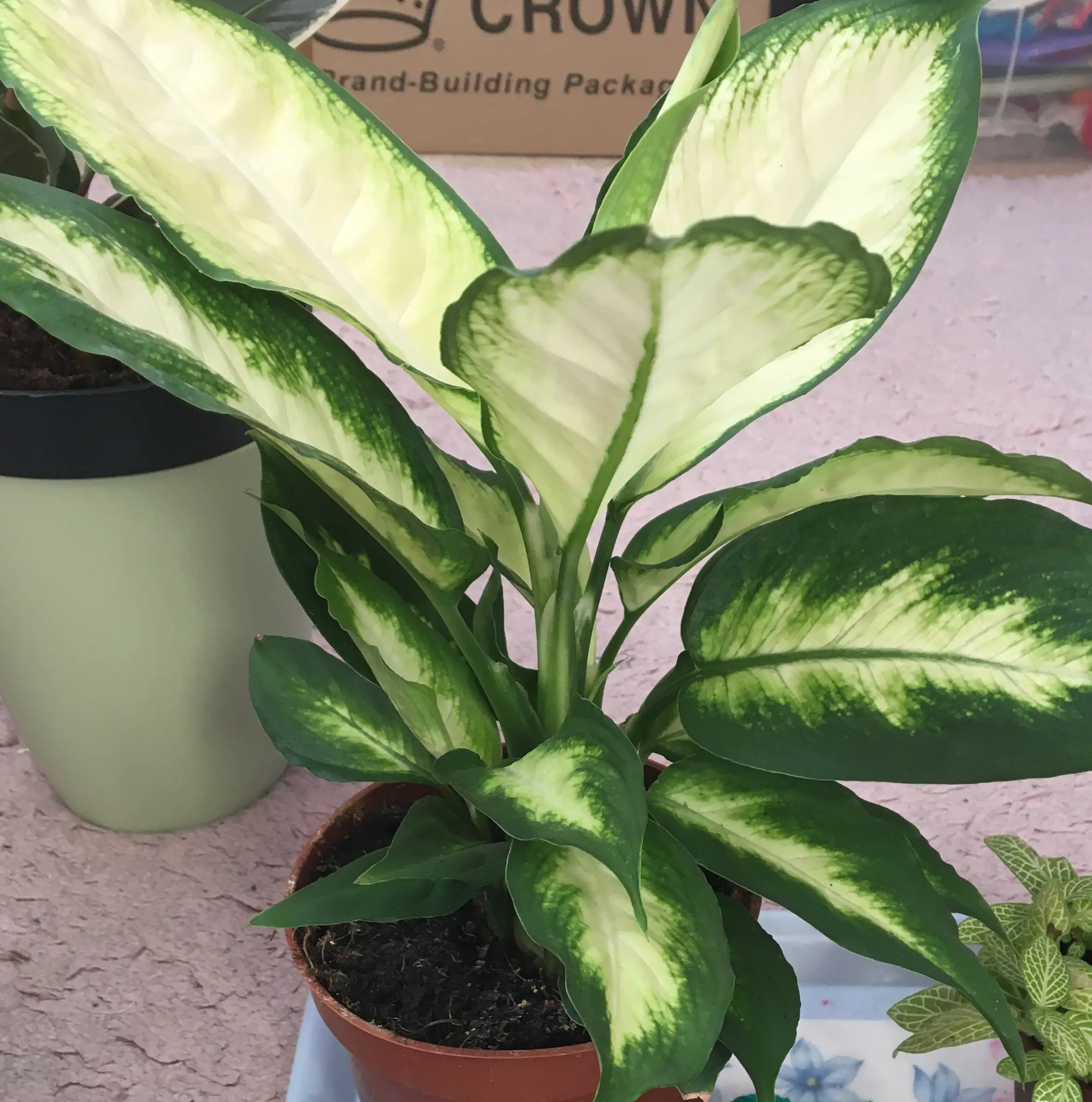Dieffenbachia 'Camille' plant with variegated leaves in a pot, well-framed and in focus.