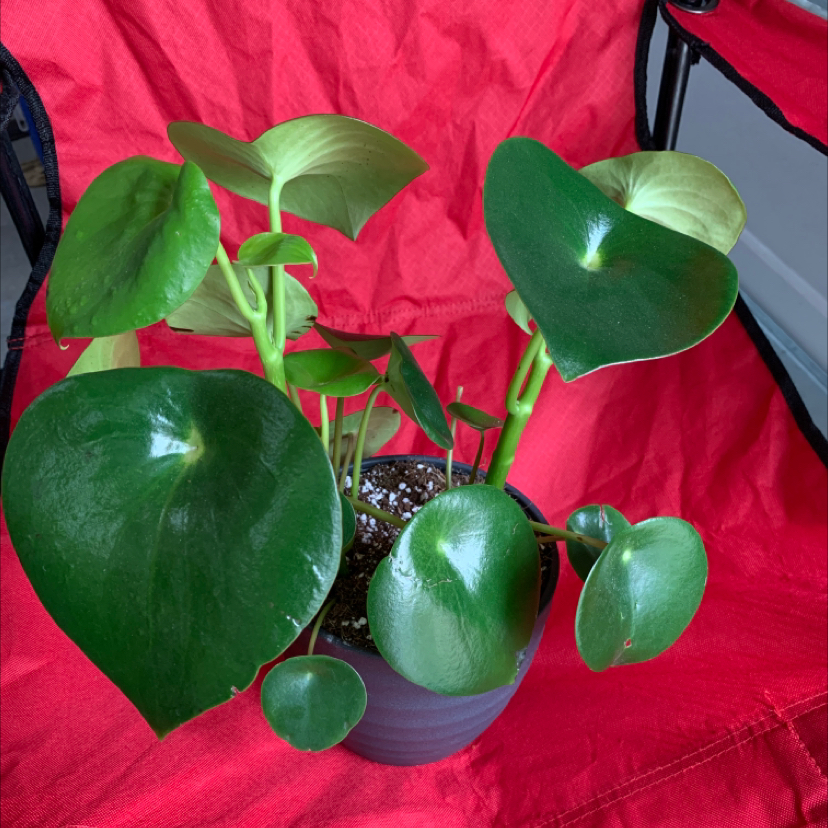 Photo of the plant species Raindrop Peperomia by @VicOneil named Leonado on Greg, the plant care app